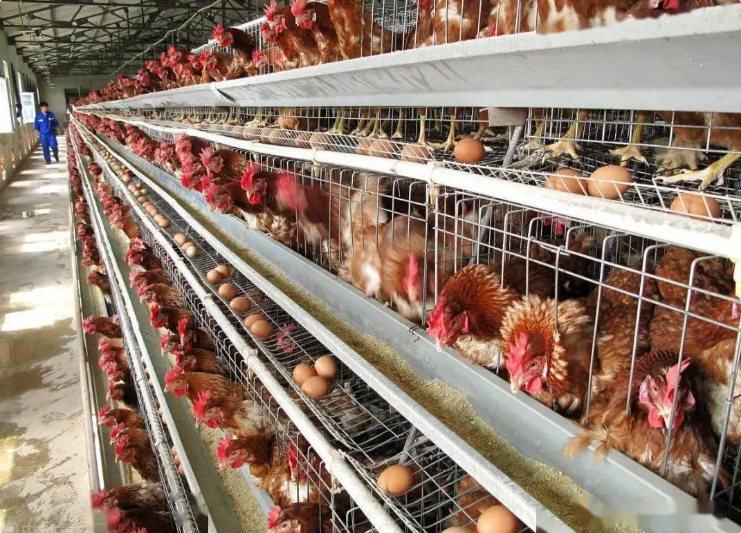 斗山100KW养鸡场发电机出租租赁