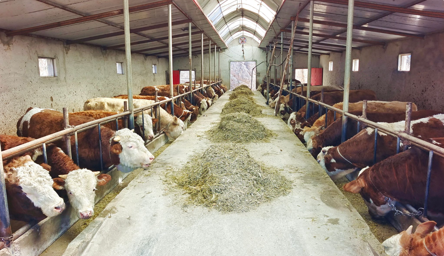 道依茨150KW养牛场发电机出租租赁