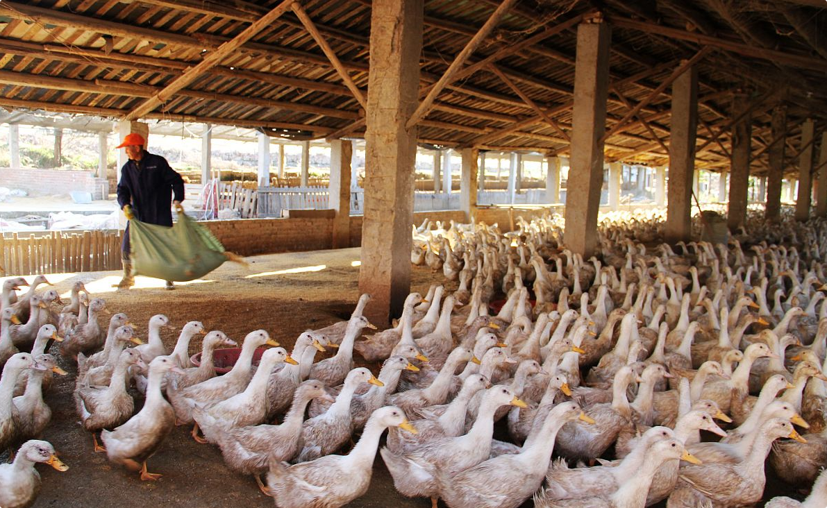 奔驰(MTU)60KW养鸭场发电机出租租赁